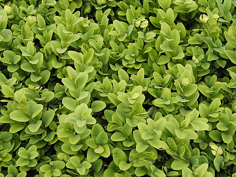 Image of Buxus sempervirens specimen.