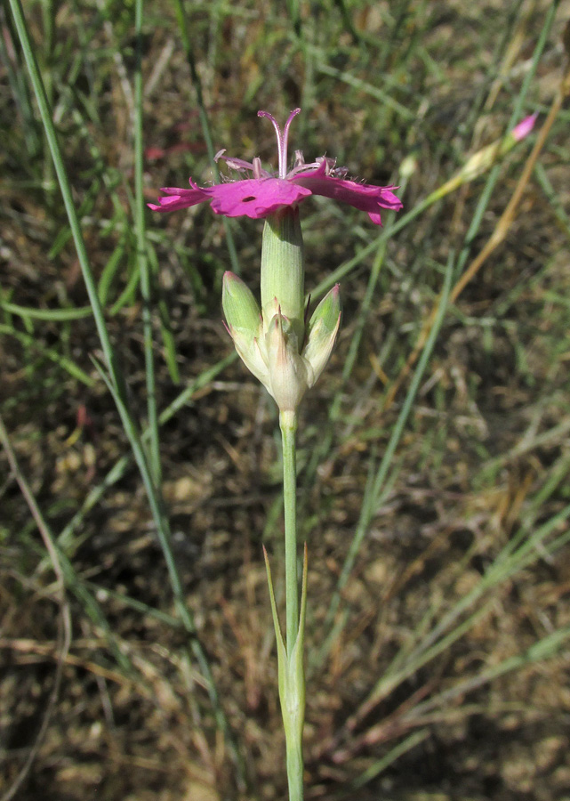 Image of Dianthus polymorphus specimen.