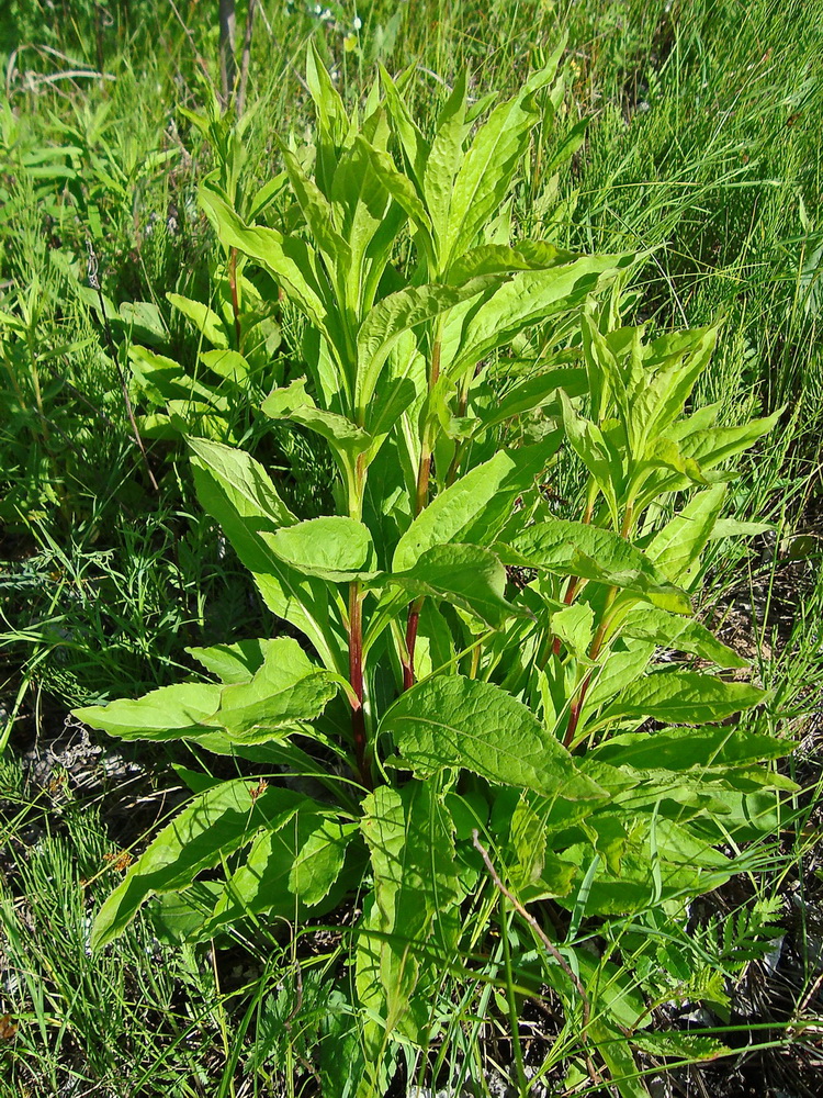 Изображение особи Solidago virgaurea.