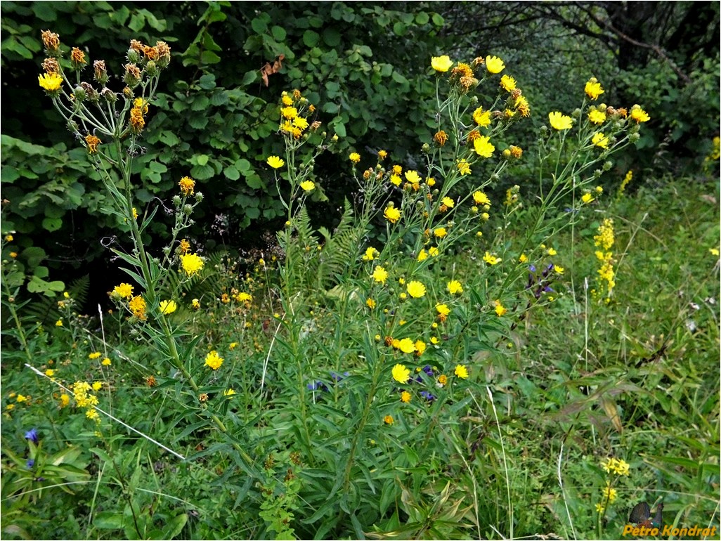 Изображение особи Hieracium umbellatum.