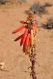 Aloe melanacantha