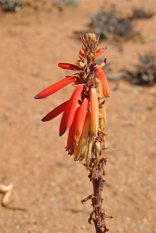 Изображение особи Aloe melanacantha.