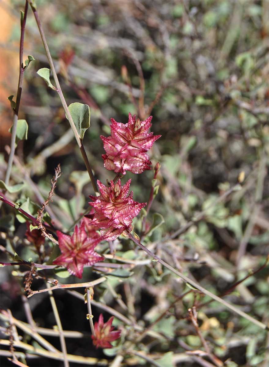 Image of Dyerophytum africanum specimen.