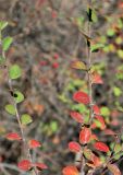 Cotoneaster insignis