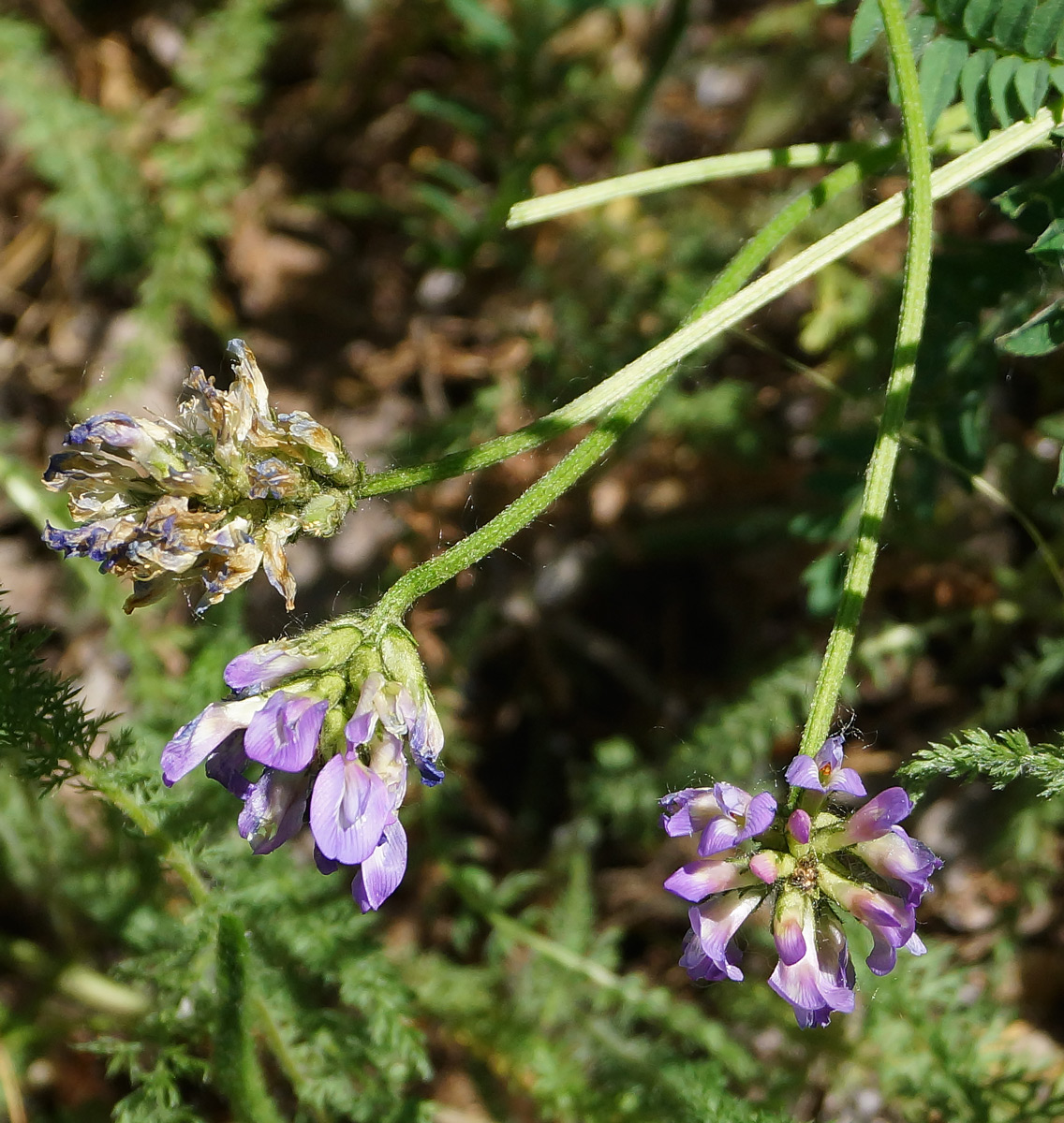 Image of Astragalus danicus specimen.