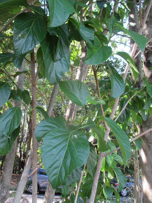 Image of Premna serratifolia specimen.