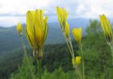 Tragopogon reticulatus. Верхушки побегов с соцветиями. Кавказский биосферный заповедник, хр. Каменное Море, ≈ 2000 м н.у.м., в расщелине скалы. 13.06.2015.