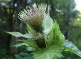 Cirsium oleraceum. Верхушка побега с распускающимися соцветиями. Тверская обл., Кимрский р-н, влажный низинный участок смешанного леса. 16.08.2017.