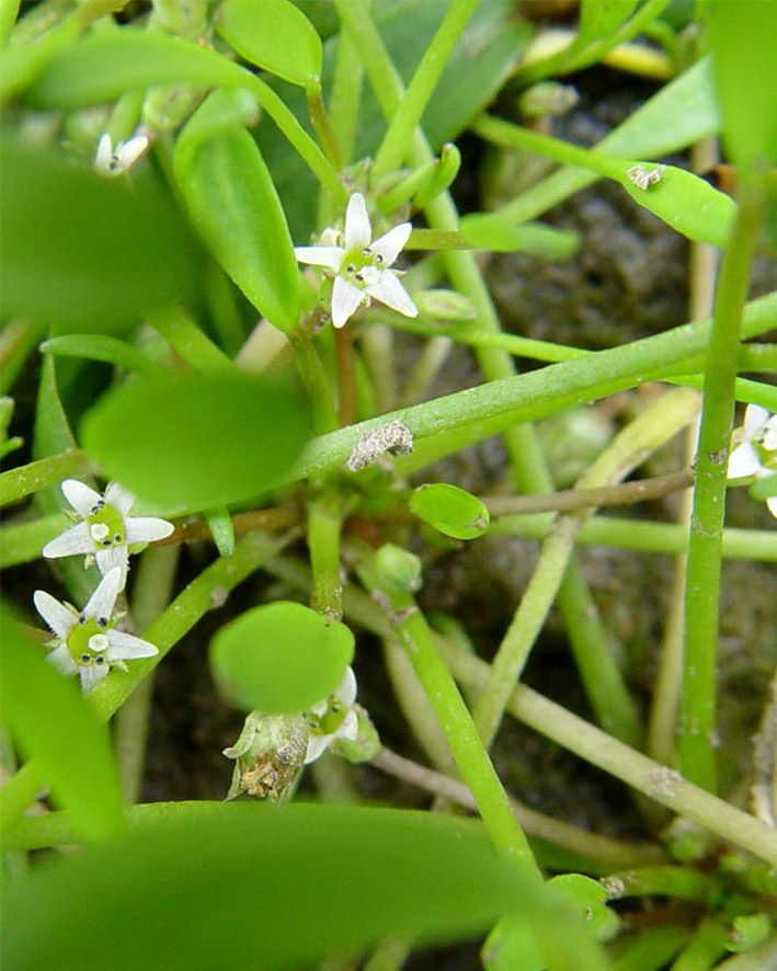 Image of Limosella aquatica specimen.