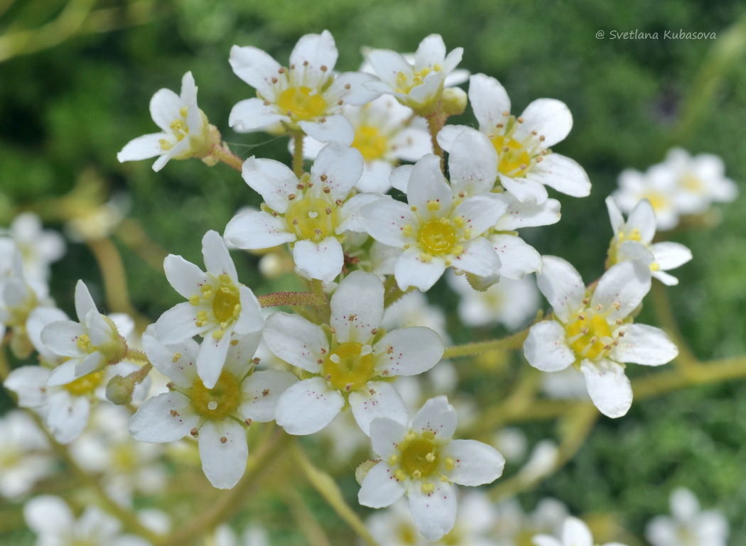 Image of Saxifraga paniculata specimen.