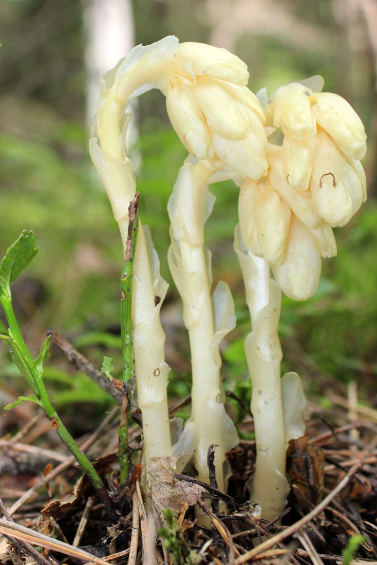 Image of Hypopitys monotropa specimen.