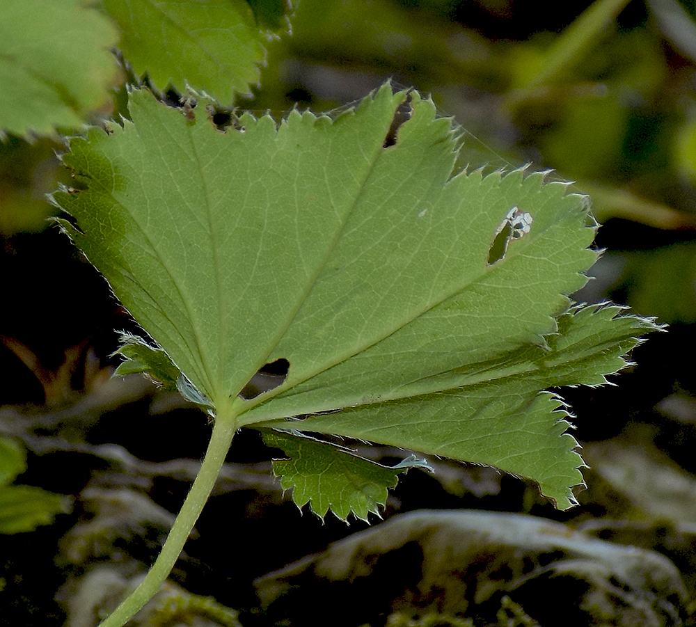 Изображение особи Alchemilla dura.