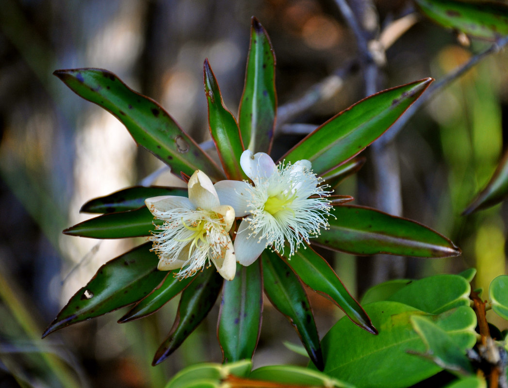 Image of Ploiarium alternifolium specimen.