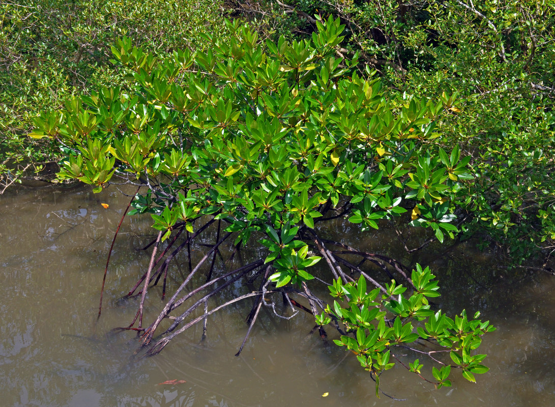 Изображение особи Rhizophora apiculata.