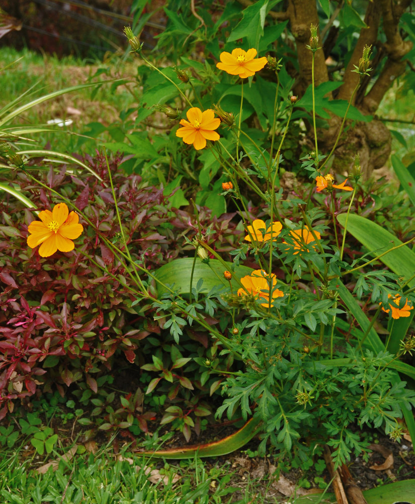 Image of Cosmos sulphureus specimen.