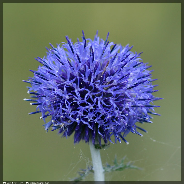 Image of Echinops tataricus specimen.