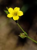 Linum trigynum