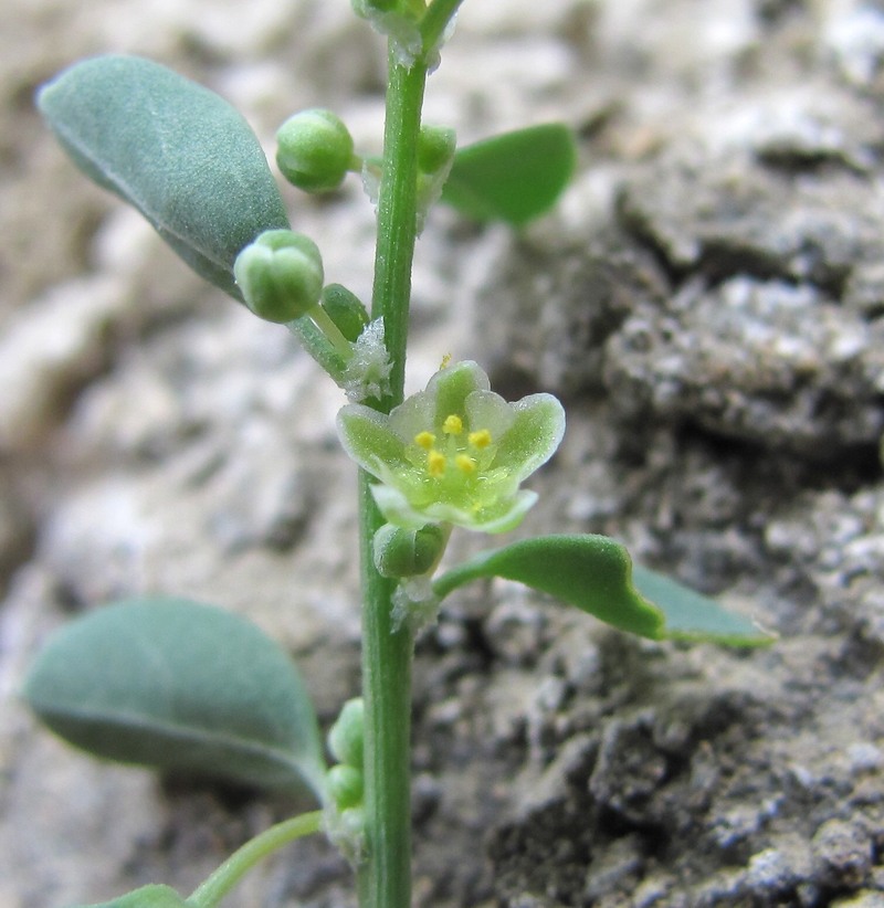 Image of Andrachne rotundifolia specimen.