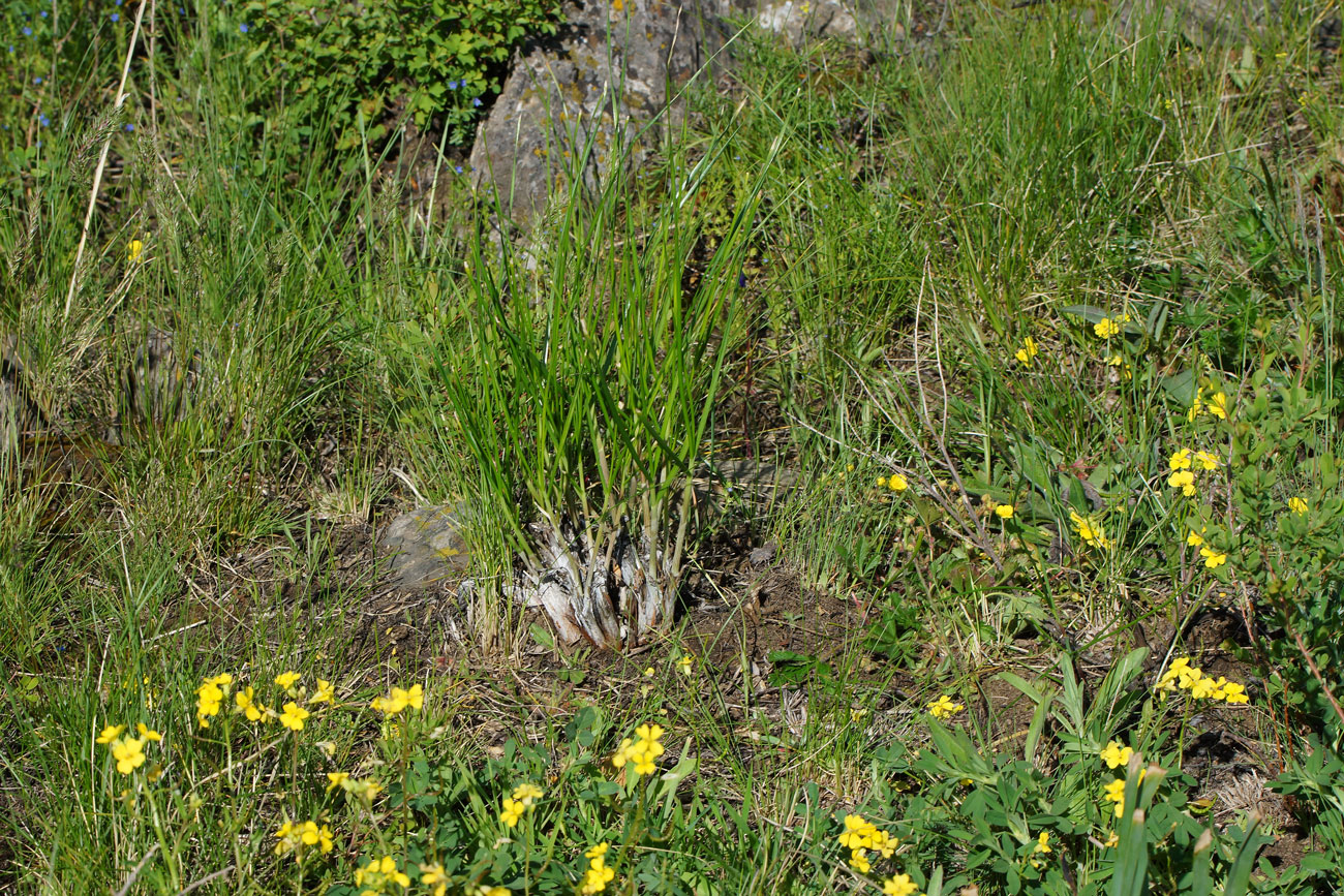 Image of Allium montanostepposum specimen.