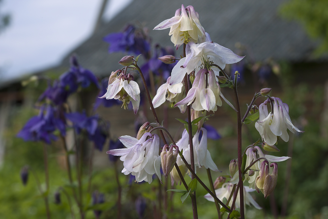 Image of Aquilegia vulgaris specimen.