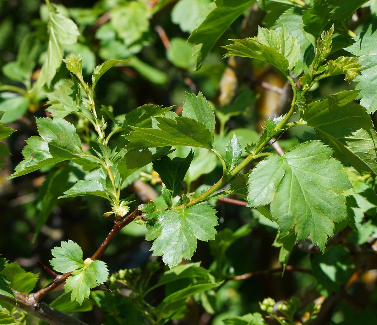 Изображение особи род Crataegus.