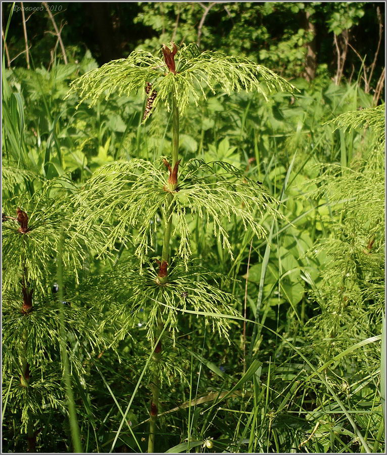 Изображение особи Equisetum sylvaticum.