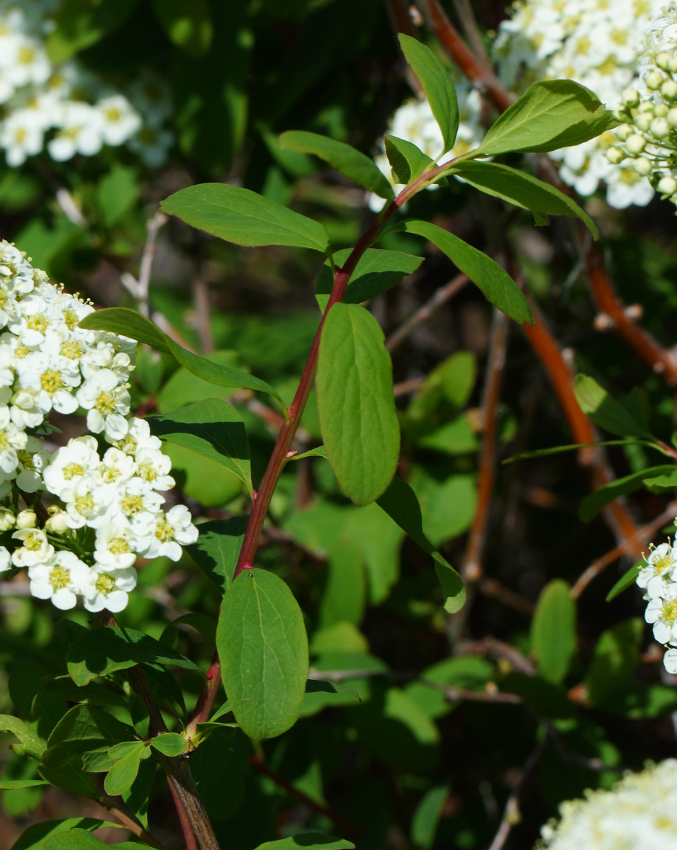 Image of Spiraea media specimen.