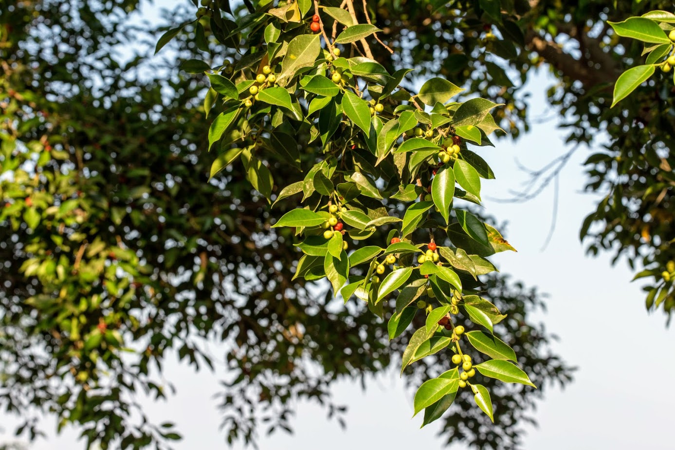 Image of Ficus obliqua specimen.