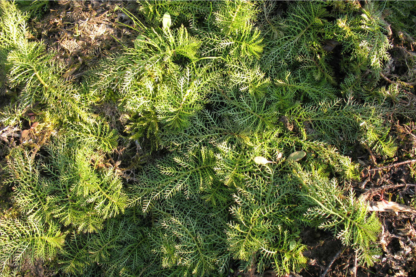 Image of Hottonia palustris specimen.