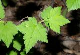 Смотреть изображение Ribes pallidiflorum