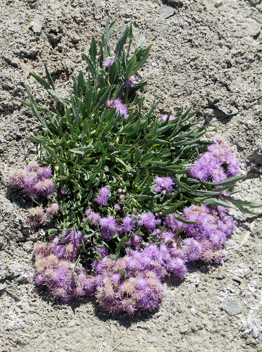 Image of Saussurea famintziniana specimen.