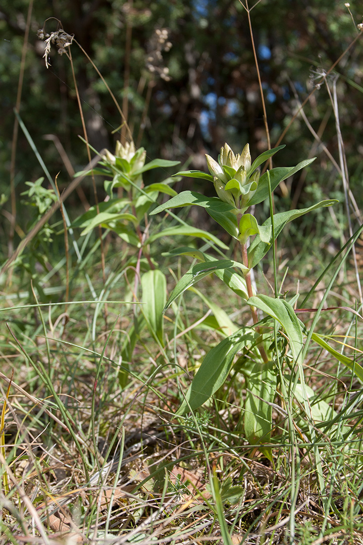 Image of Gentiana cruciata specimen.