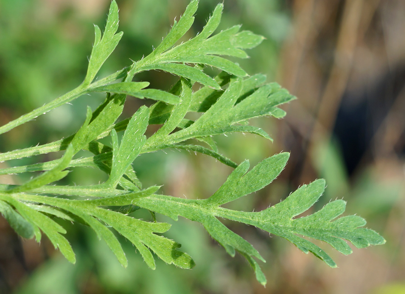 Image of Papaver nudicaule ssp. gracile specimen.