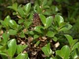 Смотреть изображение Salix myrsinites