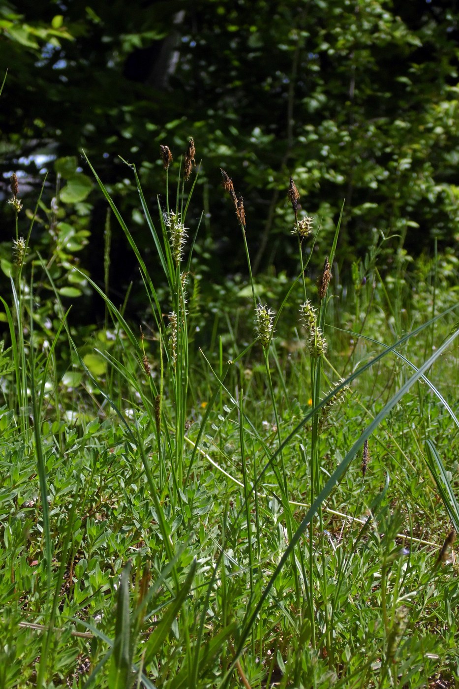 Image of Carex melanostachya specimen.