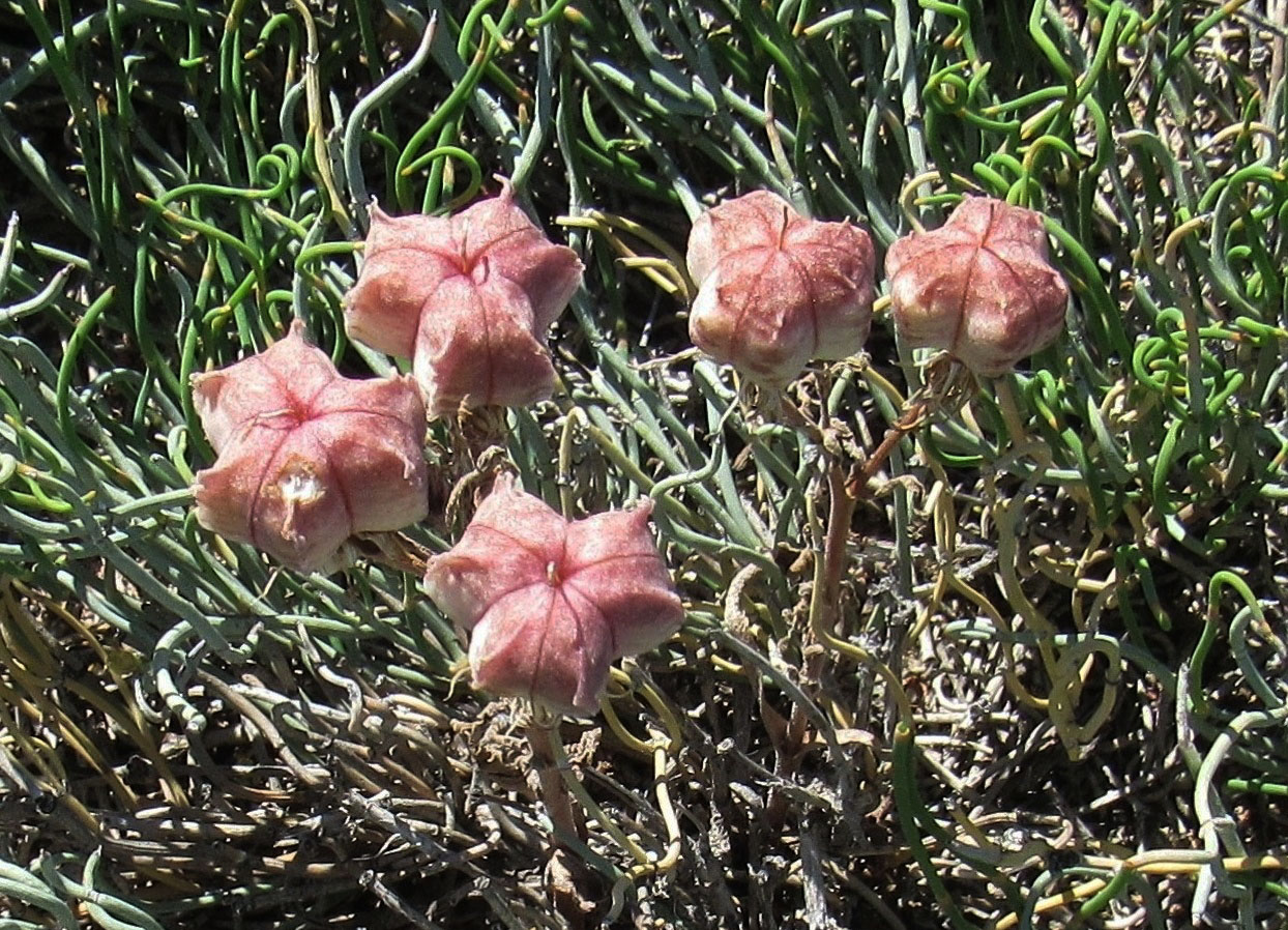 Изображение особи Rhinopetalum karelinii.