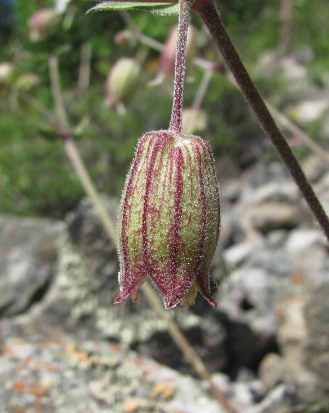 Image of Oberna lacera specimen.