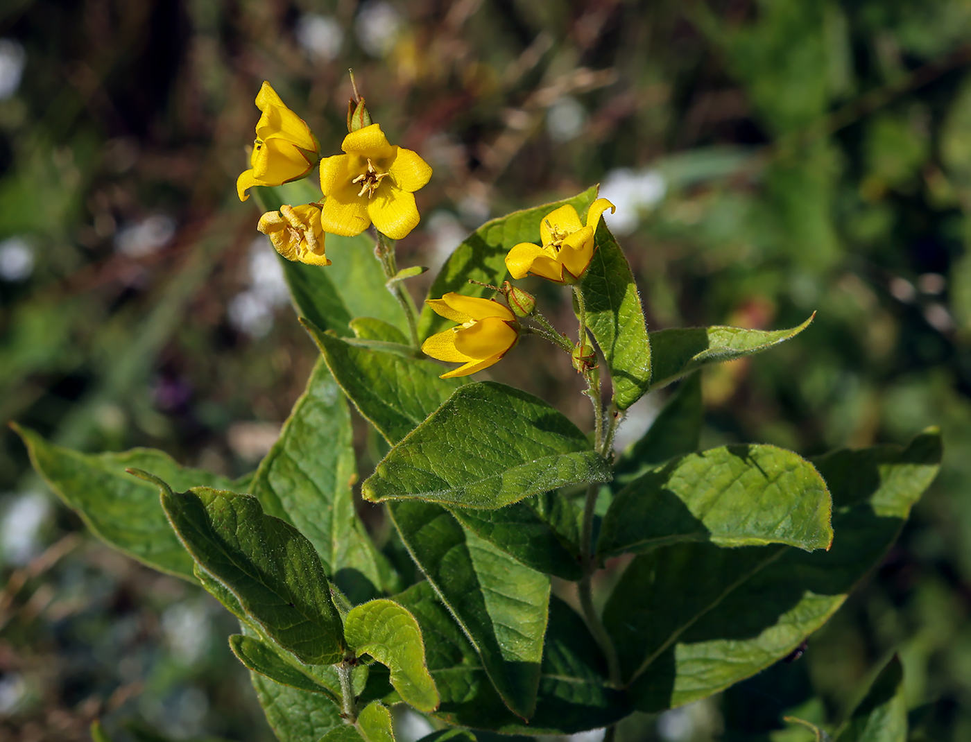 Image of Lysimachia vulgaris specimen.