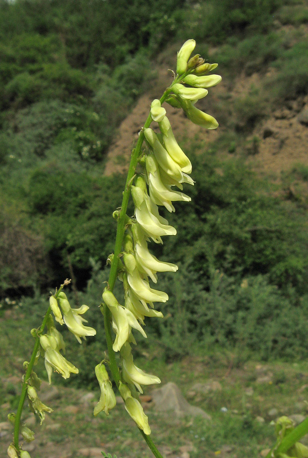 Image of Astragalus galegiformis specimen.