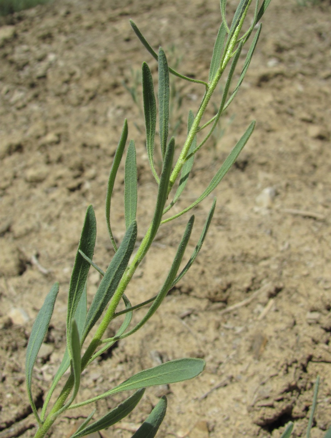 Image of Haplophyllum villosum specimen.