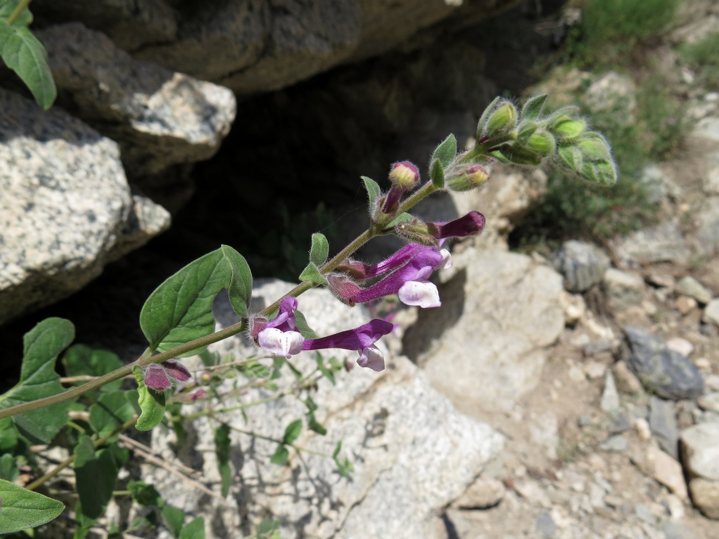 Image of Scutellaria hissarica specimen.