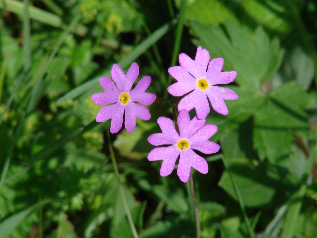 Изображение особи Primula nutans.