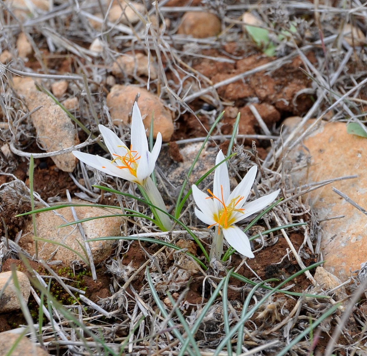 Изображение особи Crocus veneris.