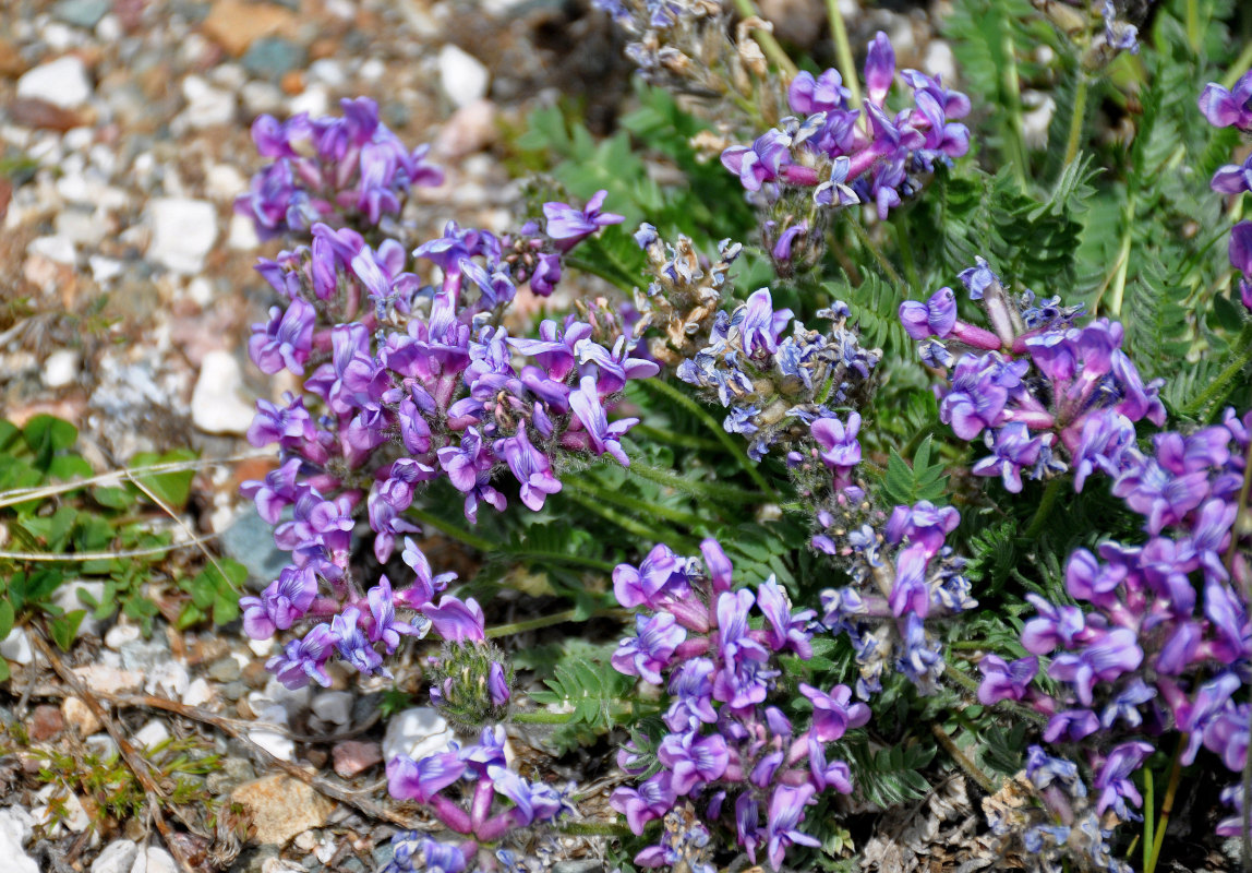 Image of Oxytropis kusnetzovii specimen.