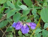 Lathyrus japonicus