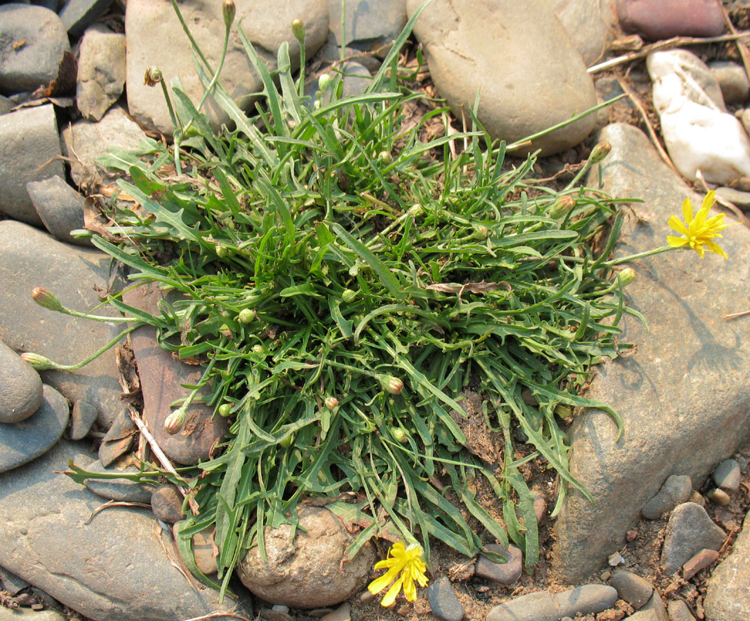 Image of Scorzoneroides autumnalis specimen.