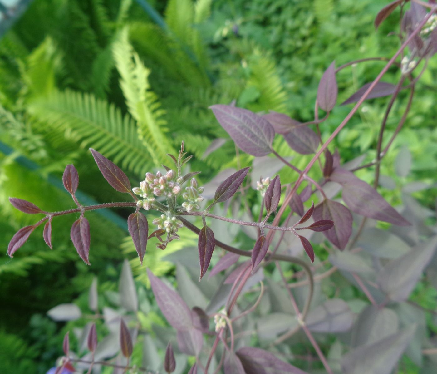 Image of Clematis recta specimen.