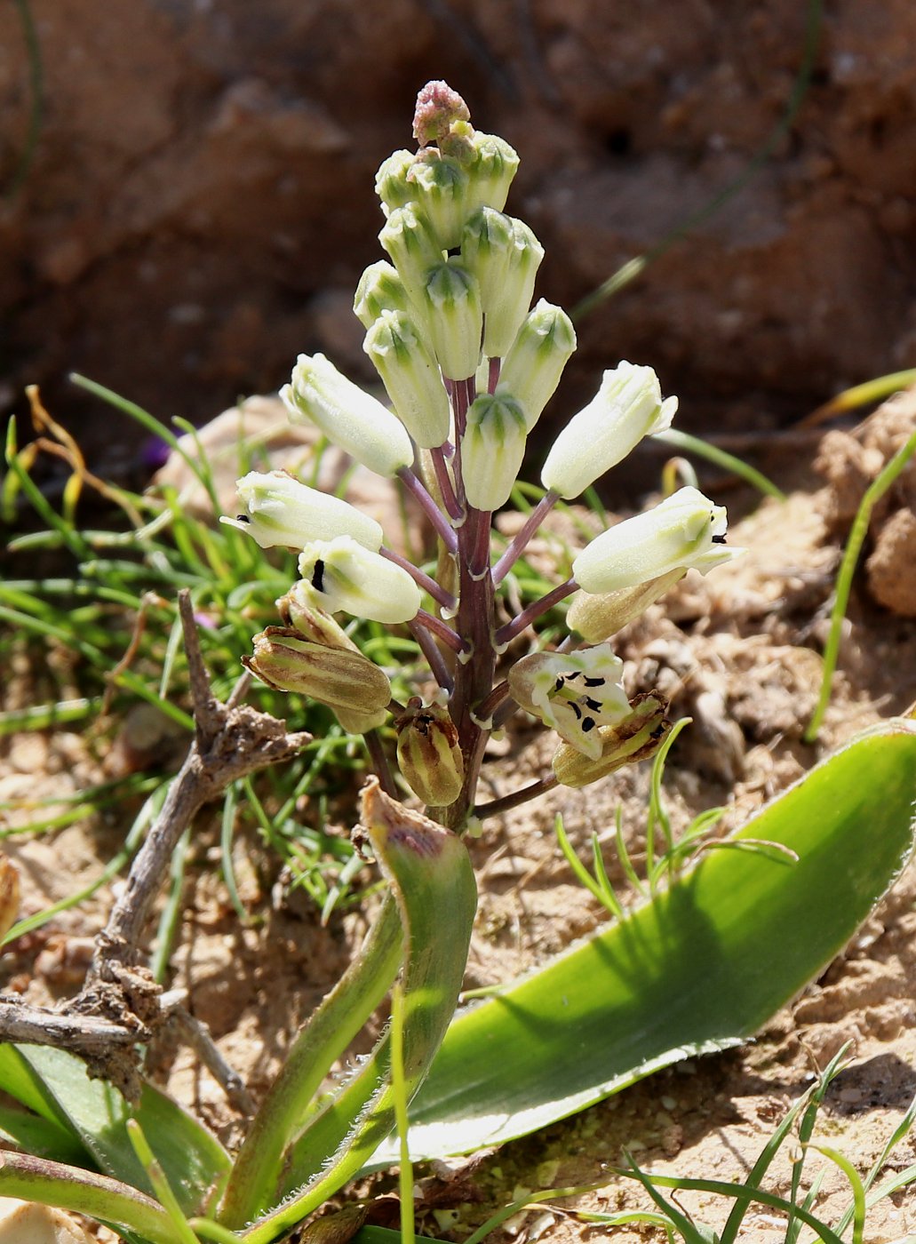 Image of Bellevalia eigii specimen.