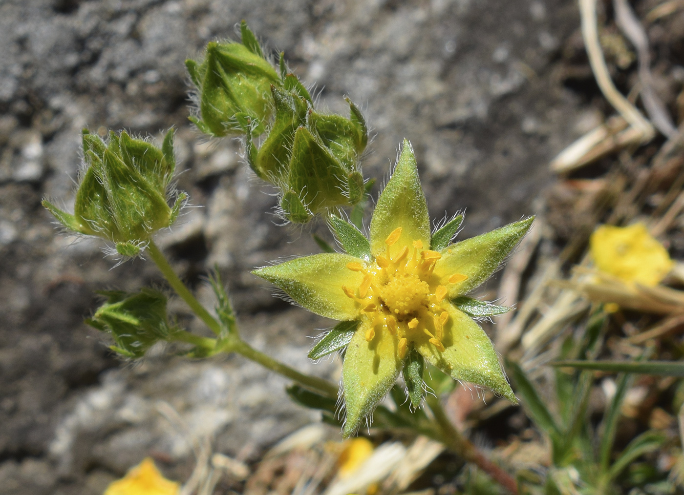 Изображение особи Potentilla hirta.