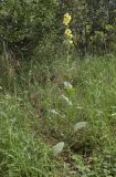 Verbascum boerhavii. Цветущее растение. Испания, автономное сообщество Каталония, провинция Жирона, комарка Баш Эмпорда, муниципалитет Калонже, берег малой реки. 09.05.2020.